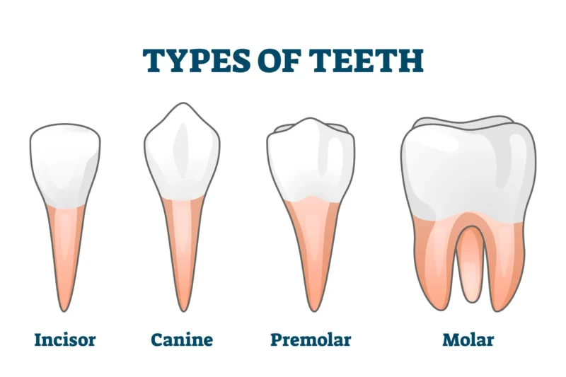 Chart showing human canine teeth along with incisors, premolars and molars.