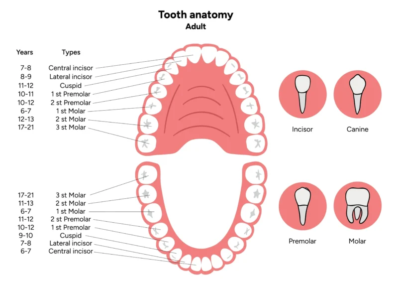 Illustration of the human mouth anatomy showing the eruption timeline of all teeth