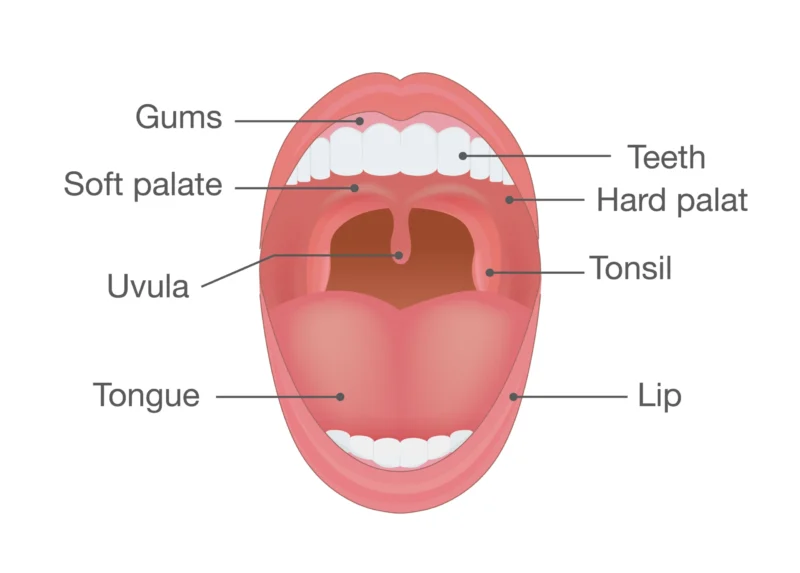Medical illustration of the mouth anatomy divided into the 8 main parts of the mouth