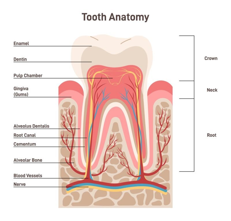 Human tooth anatomy diagram illustrating a molar's cross-section with key parts labeled: enamel, dentin, pulp, root canal, surrounding alveolar bone, cementum, and gingiva. The tooth is divided vertically into the crown, neck, and root.